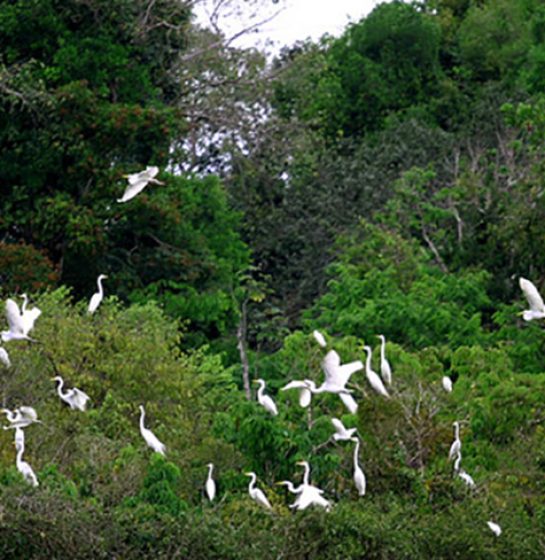 Revoada de pássaros na Amazônia